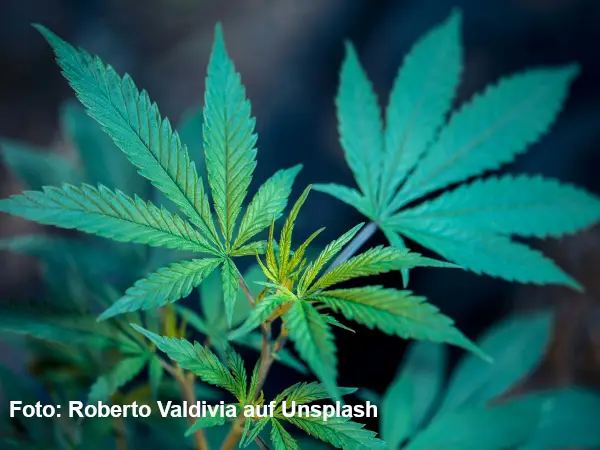 Cannabisgesetz (KCanG): Anbau - Konsum - Handel: Was dürfen Mieter und Vermieter?